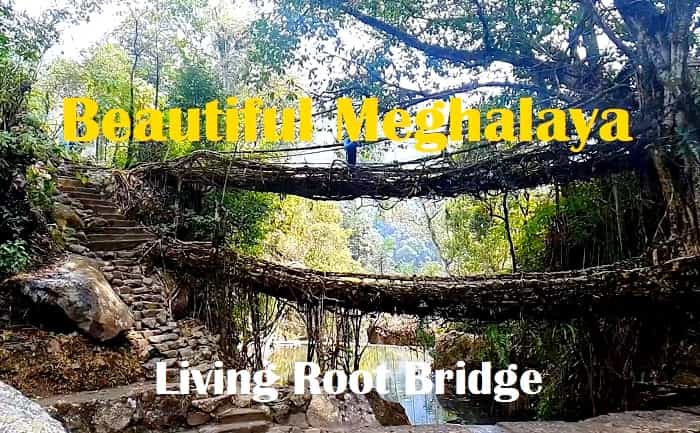 Living root bridge, Meghalaya - The Incredible work by Nature and Humans