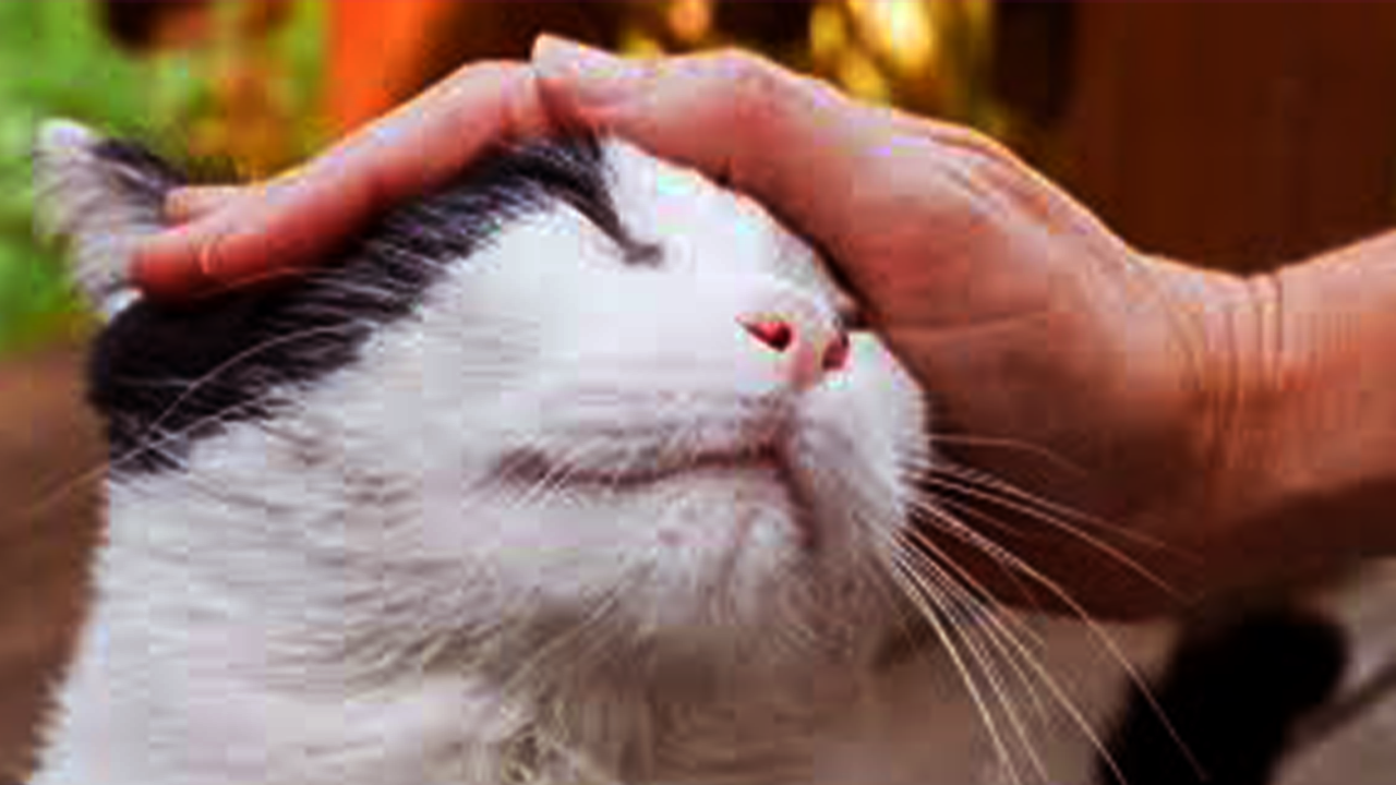 Can Feral Cats Be Tamed