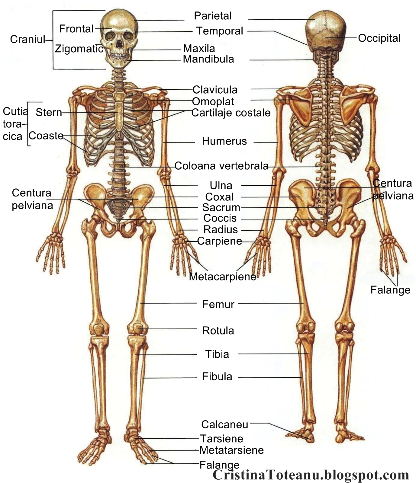 Medicine Is The Applied Science Or Practice Of The Diagnosis Treatment medicine-is-the-applied-science-or-practice-of-the-diagnosis-treatment