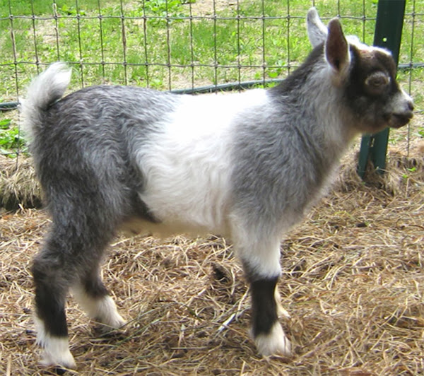 Nigerian dwarf goat, goat kid, dwarf goat, dairy goat breed, Nigerian dwarf dairy goat, cute goat kid, best miniature dairy goats