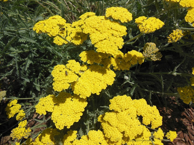 Barb's Garden Observations: Yarrow is Ideal for Xeriscaping