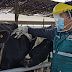 MIDAGRI protege la agricultura familiar vacunando a más de ocho millones de animales