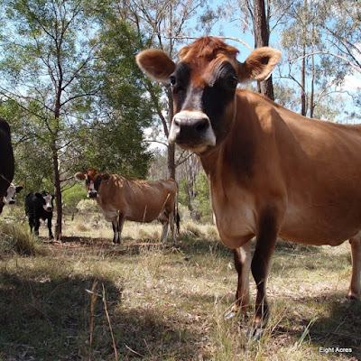eight acres: part four in the story of our house cows.
