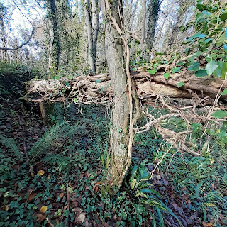 A tree fallen, caught by another tree, looks like a gateway to an ancient temple