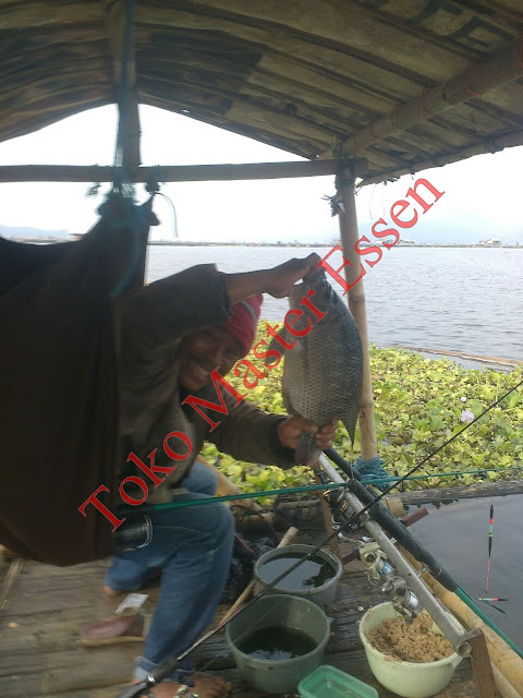 essen untuk umpan lumut ikan nila