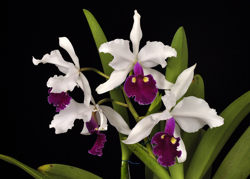 Цветок из колумбии каттлея Цветок из колумбии каттлея