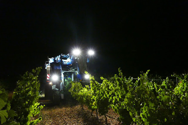 Vendimia nocturna con vendimiadora