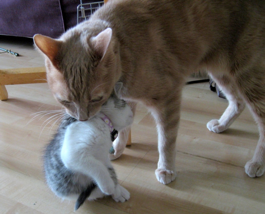 Звук кошки мамы котятам. Кота за шкирку. Кошка несет котенка. Кота за холку. Кошка тащит котенка.