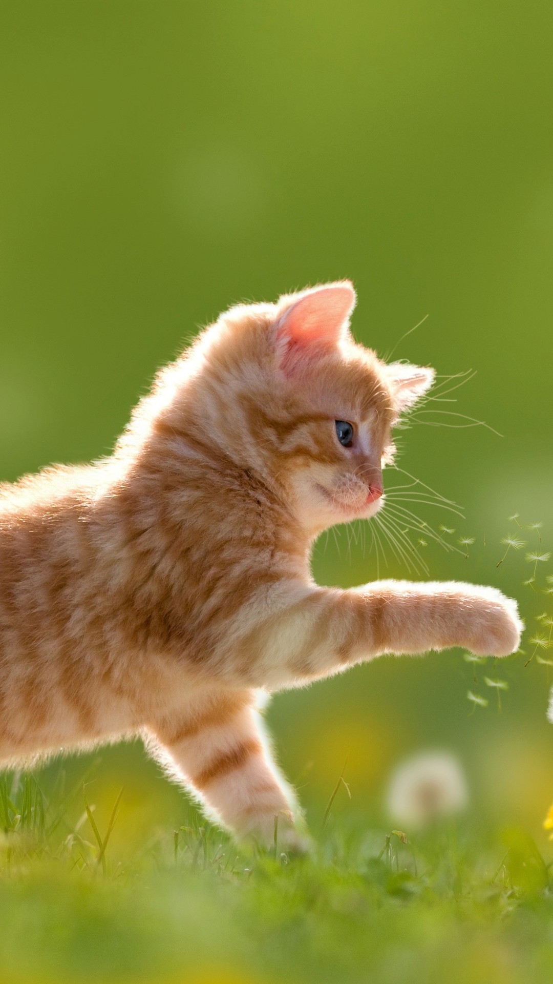 Wallpaper Kitten, Orange, Cute, Fluffy Cat