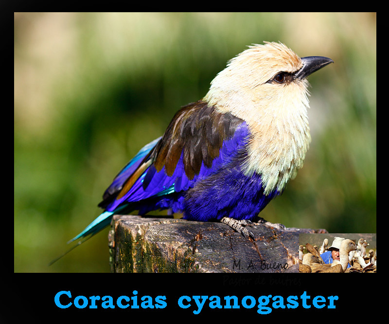FOTO NATURA HUESCA 2 CARRACA BLANQUIAZUL BLUE BELLIED ROLLER Coracias cyanogaster FOTO NATURA HUESCA 2 CARRACA BLANQUIAZUL BLUE BELLIED ROLLER Coracias cyanogaster
