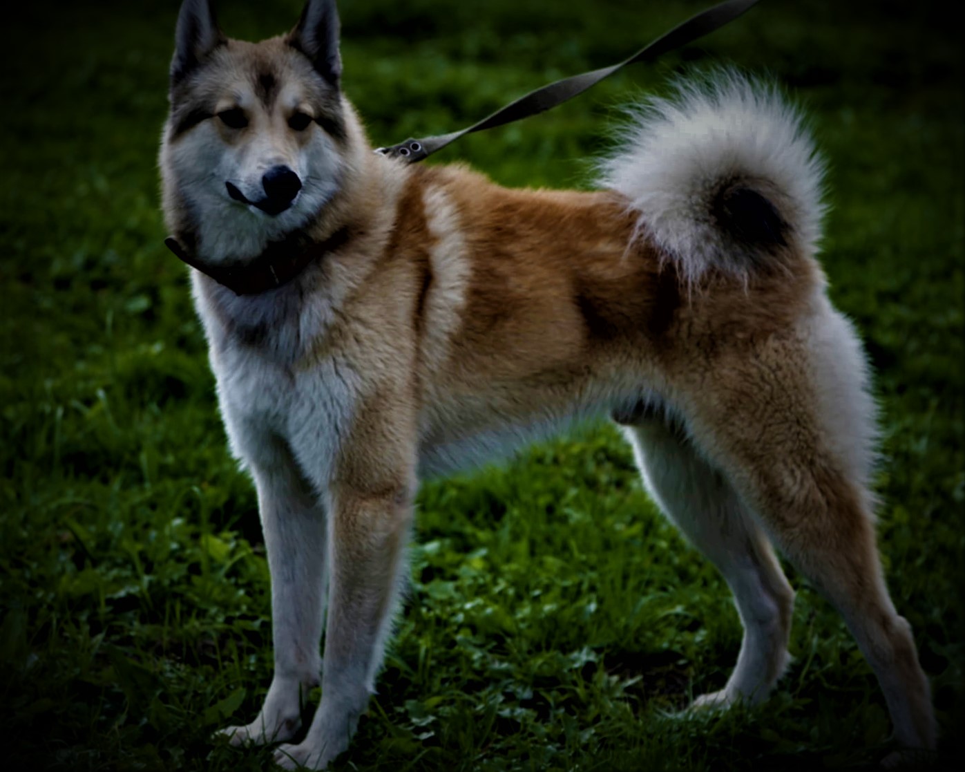 West Siberian Laika, Husky history, breed information, description