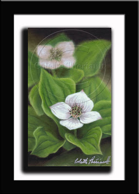 Canada Bunchberry Painting in pastel by Canadian Nature Artist Colette Theriault