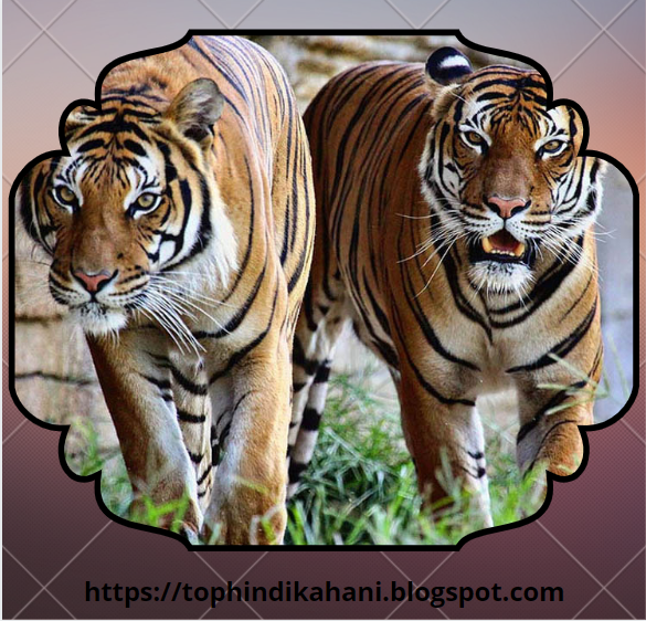 Tiger Story in Hindi For Kids