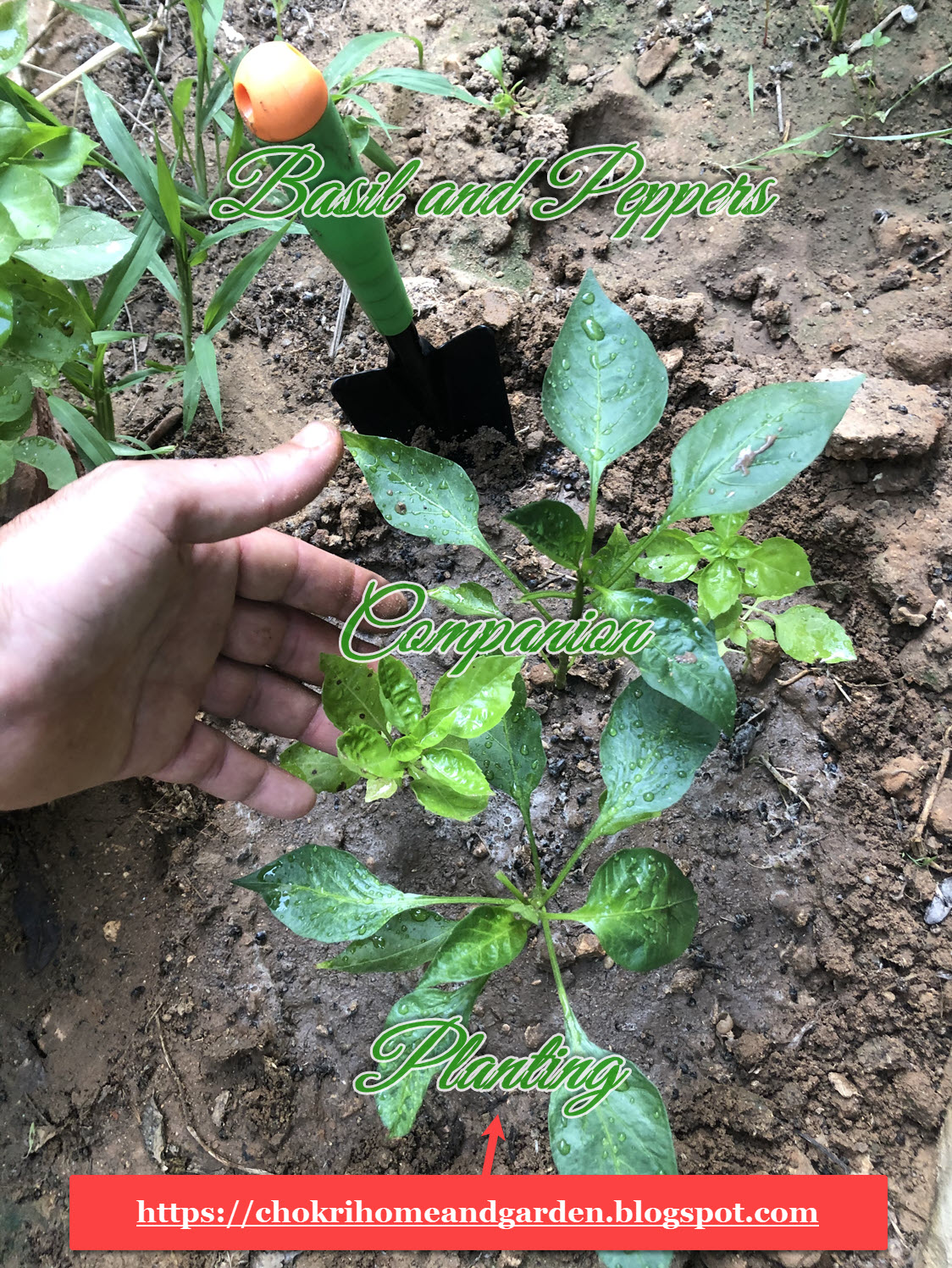 Basil and Peppers Companion Planting