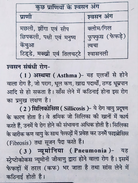 respiratory system in hindi, respiratory system diagram, respiratory system in human beings, respiratory system organs, respiratory system definition