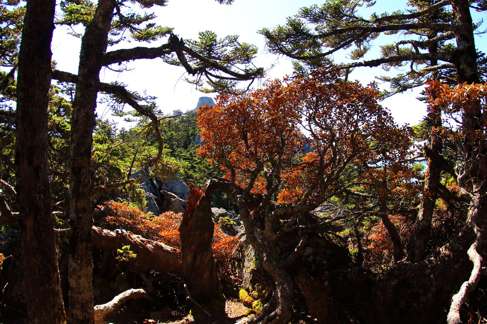 南湖大山東南峰前的杜鵑花