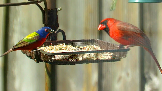  Painted Bunting and Northern Cardinal