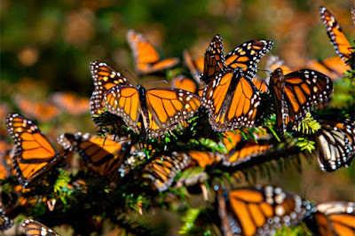 Mariposas Monarca llegan a México para hibernación