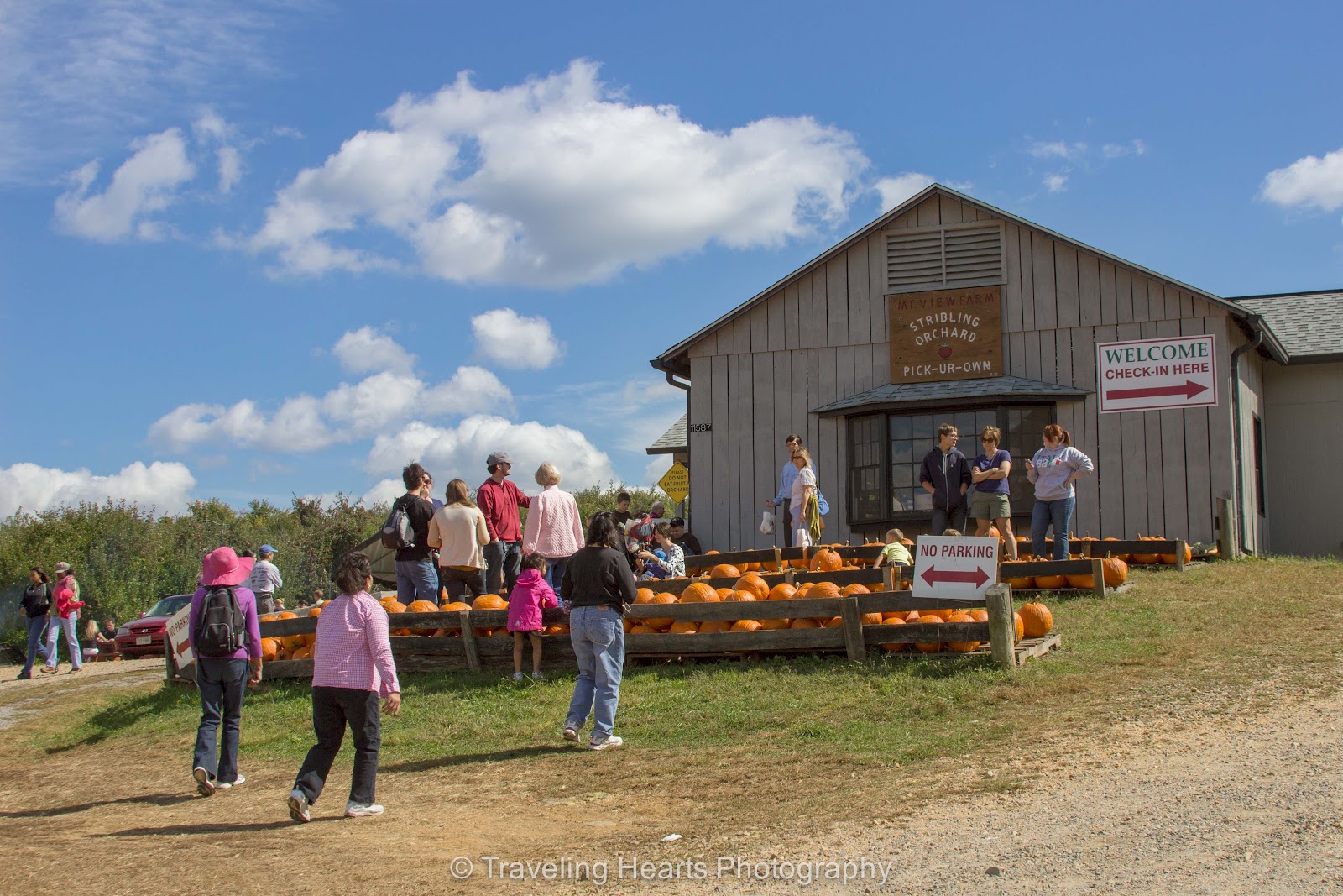 Traveling Hearts Photography Apple Picking at Stribling Orchard in