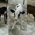 Vaca dá à luz filhotes trigêmeos; caso é considerado raro entre especialistas