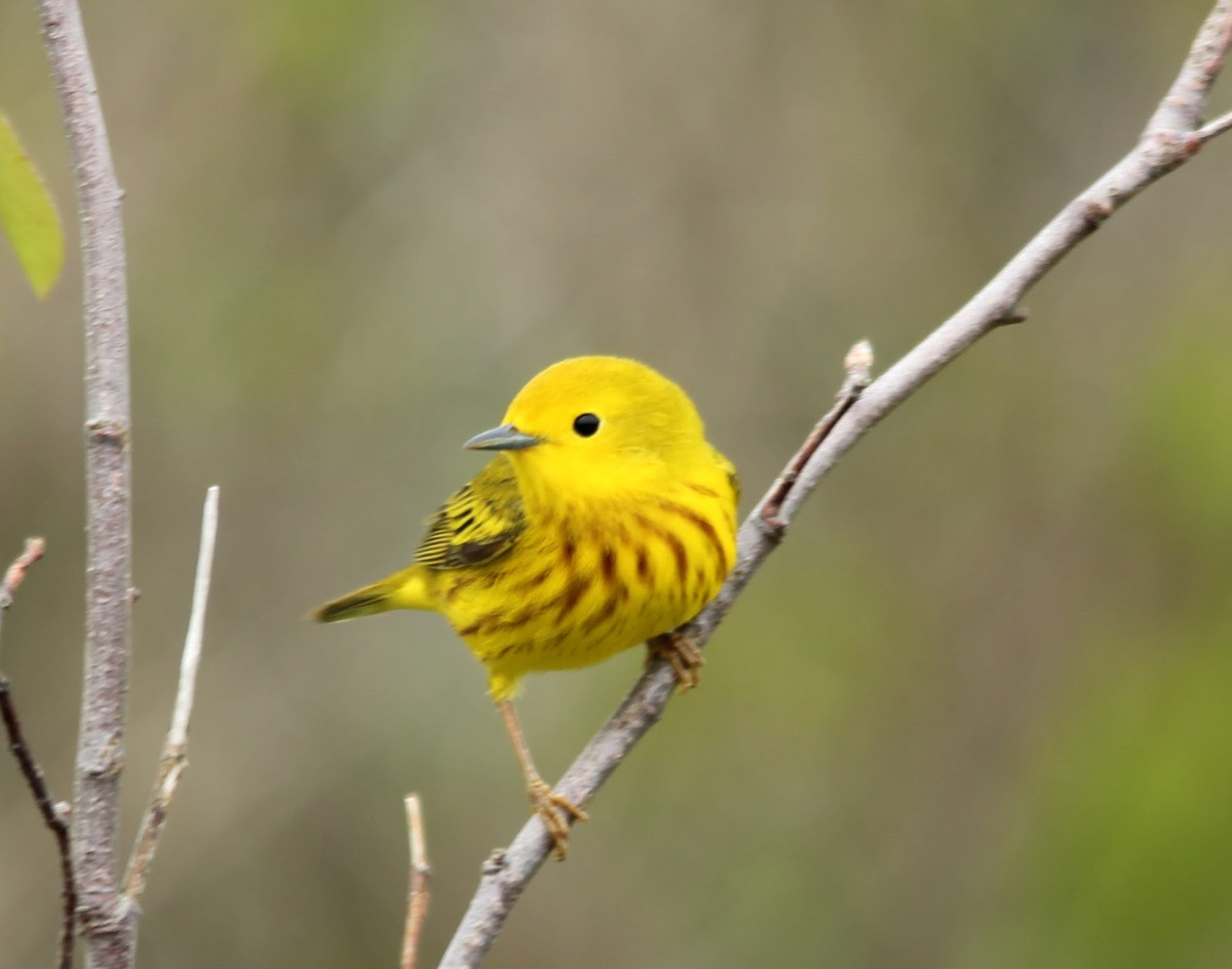 Here and There Day 157 5th June 2016 Yellow, Yellow Rumped and Common Yellowthroat Warblers