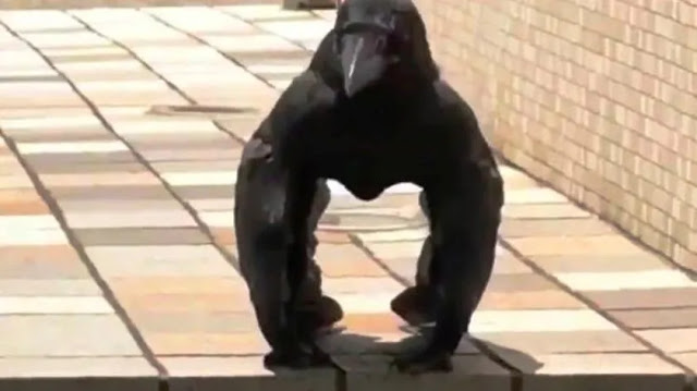 Cuervo con sus alas abiertas da la impresión de ser un gorila, se hace viral 