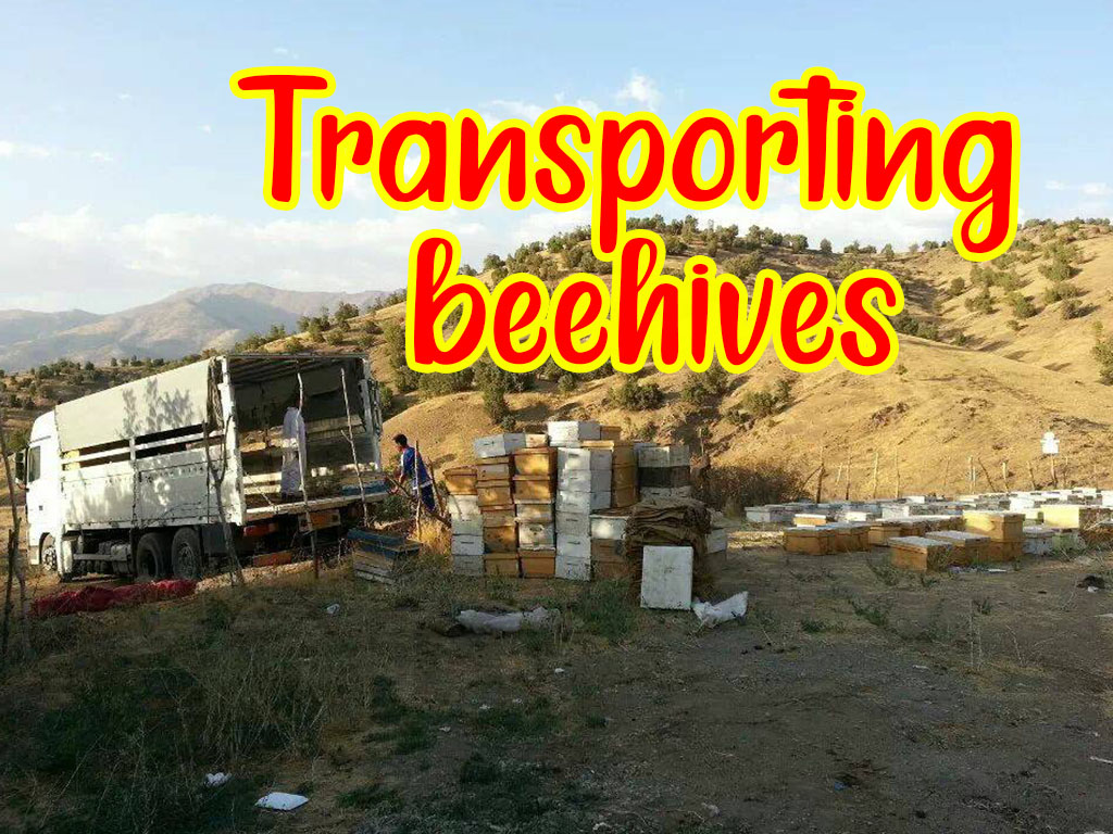 How to move beehives How to move beehives