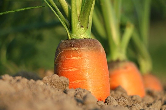 menanam sayuran wortel
