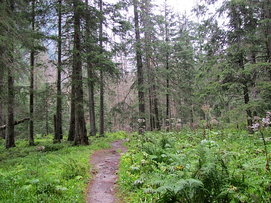 Świerkowy las w Dolinie Białej Wody.