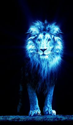 lion images