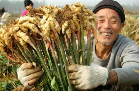 Peluang Usaha Pertanian Modern Di Lahan Sempit