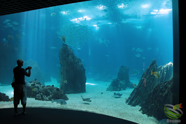 リスボン水族館