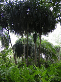 walking in Jozani Forest in Zanzibar