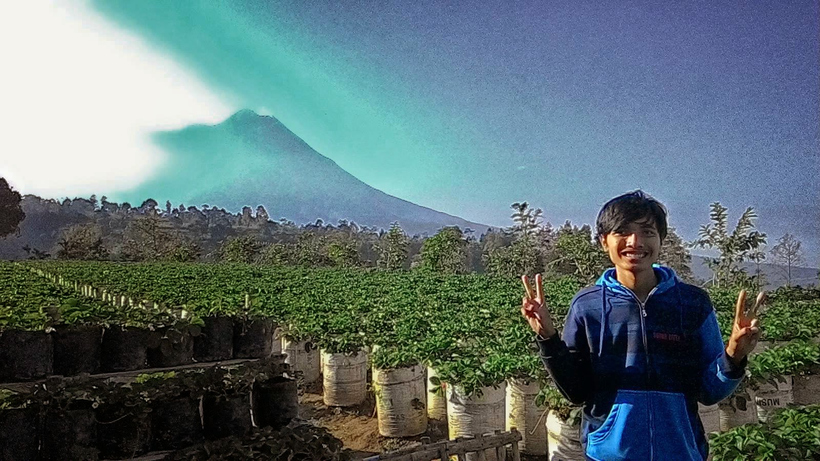 Kebun Stroberi Halia Putra