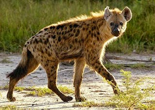 Spotted hyaena