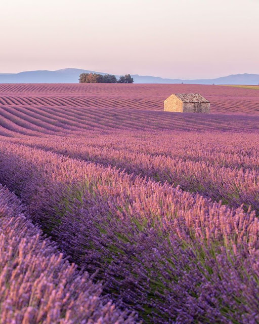 L is for  lavender