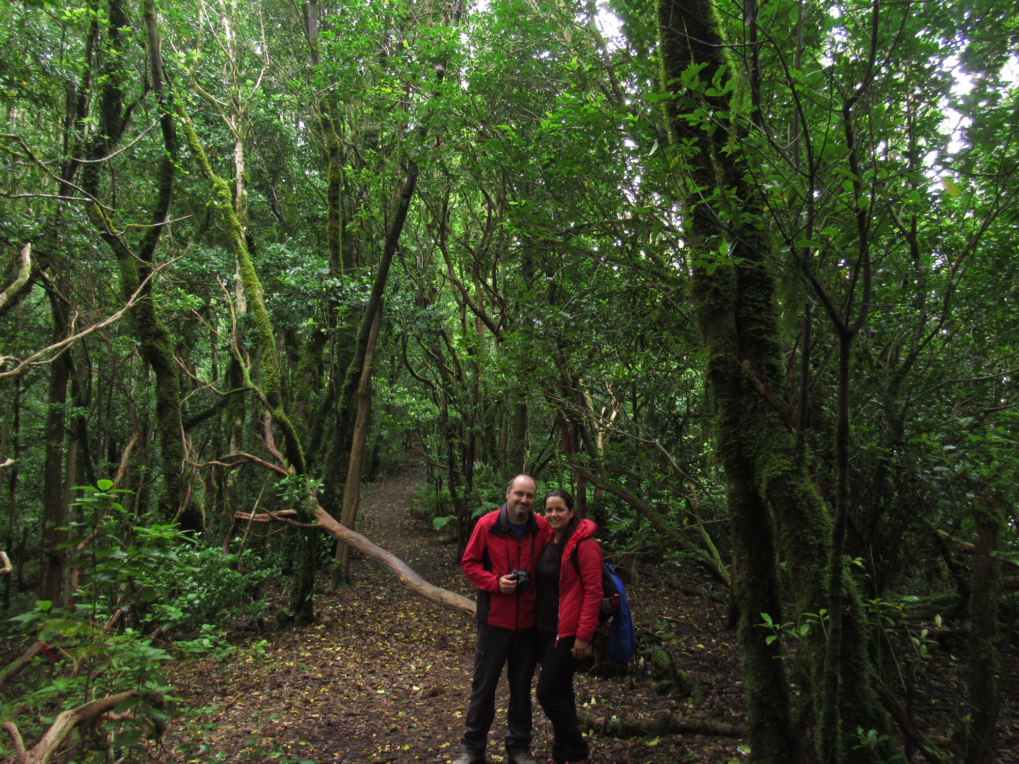 Crónicas Senderistas Sendero Pijaral (Bosque encantado). Anaga. Tenerife