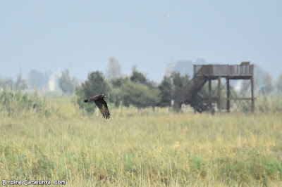 Arpella vulgar (Circus aeruginosus)