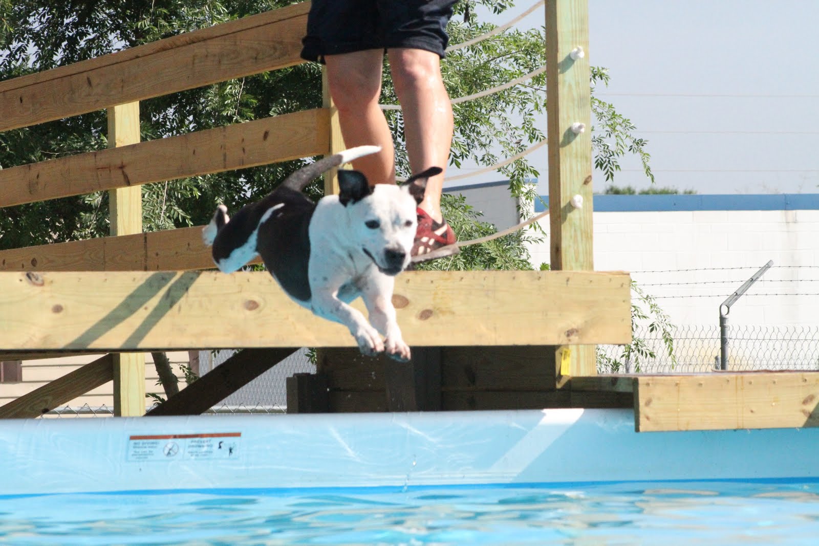 The Doglando Blog Orlando Dog Grooming Orlando Dog Training Dog