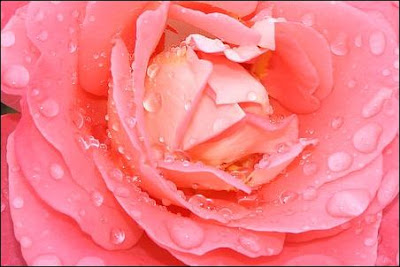 Rosa Magnifica - Guerlain 1999 : bloom of rose.