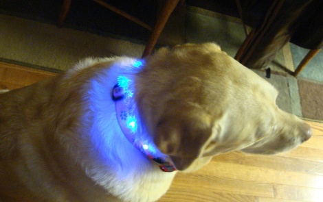 a yellow labrador wearing a LED collar