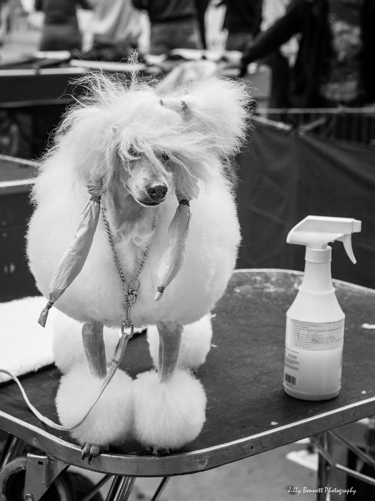 riviera-dogs-bad-hair-day