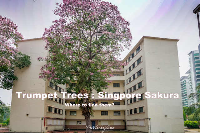 Trumpet Trees : Where to find Singapore's Sakura?