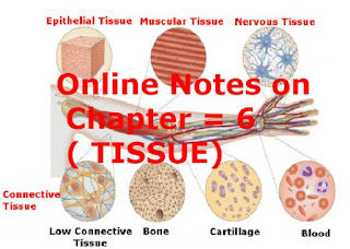 Online Notes on Chapter = 6 ( TISSUE) Part 2
