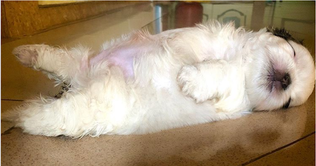 Antes de dormir, seu Shih Tzu também fica "preocupado" com os problemas do dia