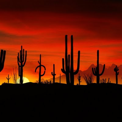 Cactus sunset download free wallpapers for Apple iPad