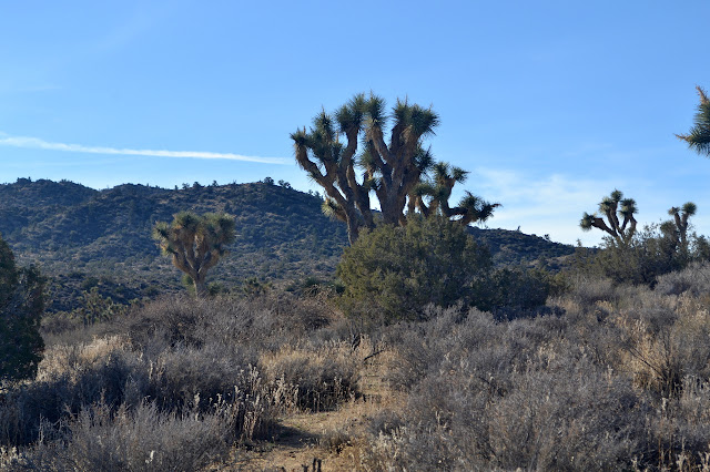 Joshua Trees