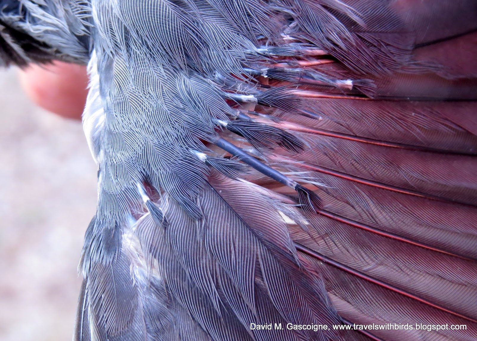 The First Weekend of Fall Bird Banding at SpruceHaven and a Visit by