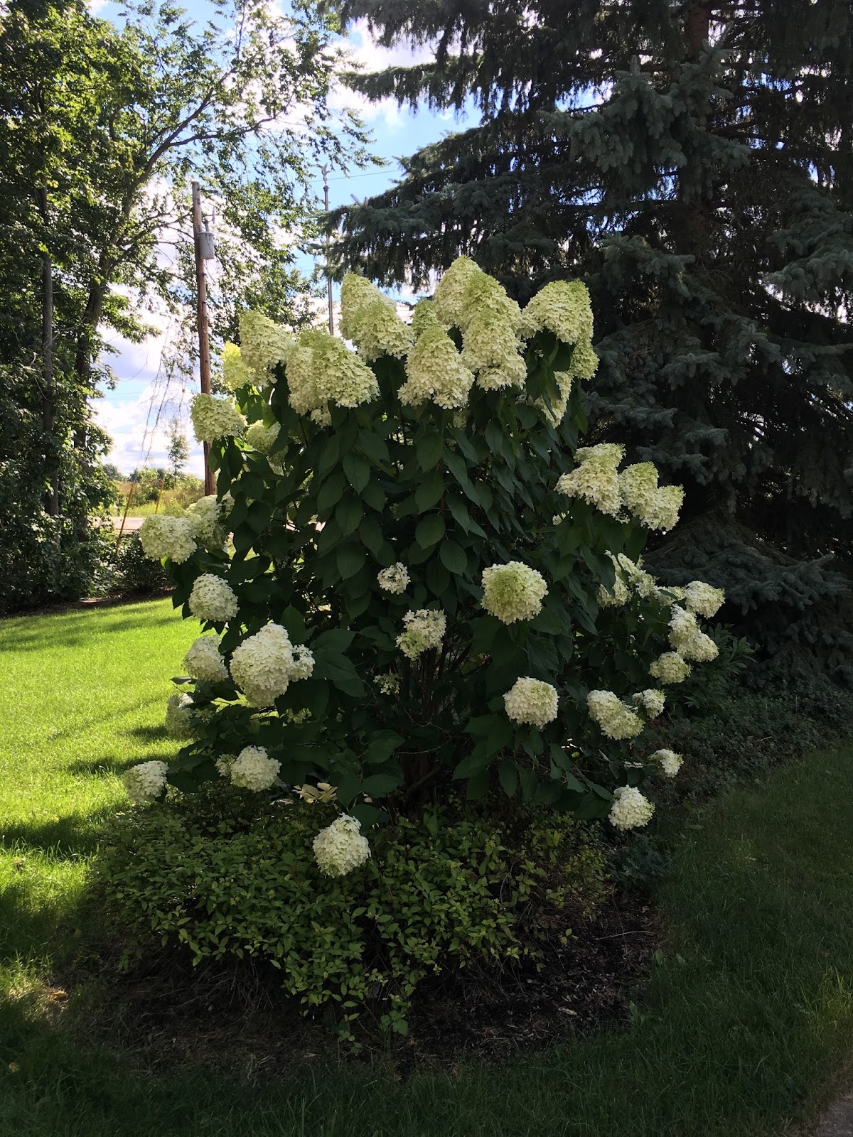 Limelight Hydrangeas In Bloom