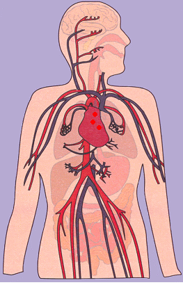 Aparato Cardiovascular Mapa Conceptual Gif Boni | My XXX Hot Girl
